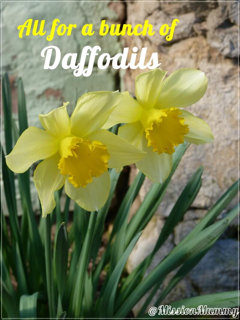All for a bunch of Daffodils